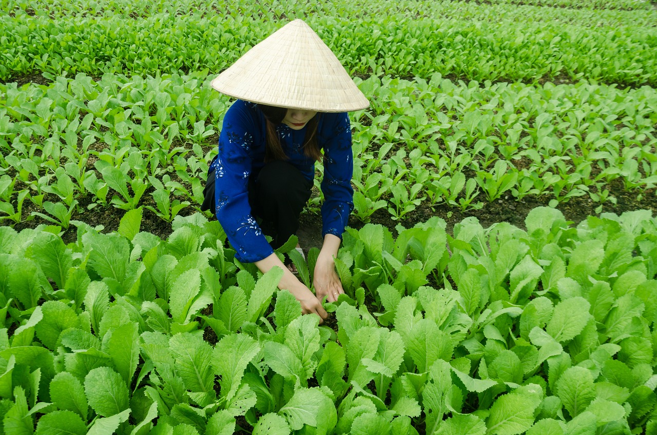 三亞海坡村最新概覽，最新發(fā)展動態(tài)與現(xiàn)狀解析