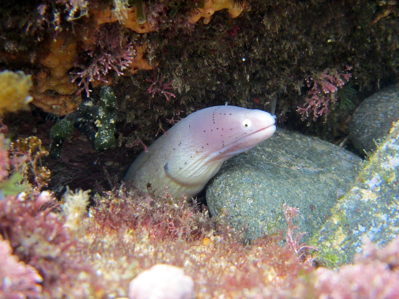 探索海洋霸權(quán)，最新360海島奇兵下載指南