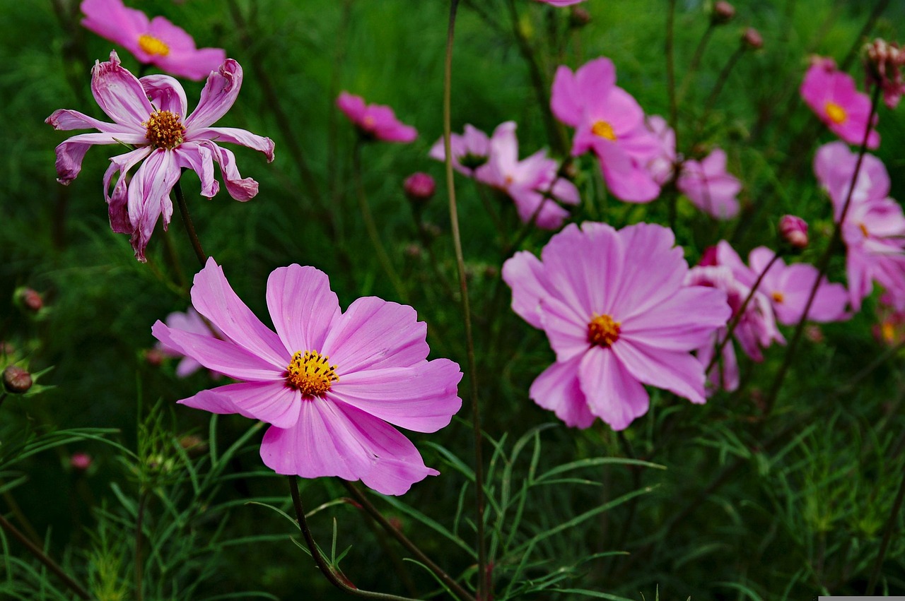 三峽花苑，時(shí)代風(fēng)采與花朵的綻放同步前行
