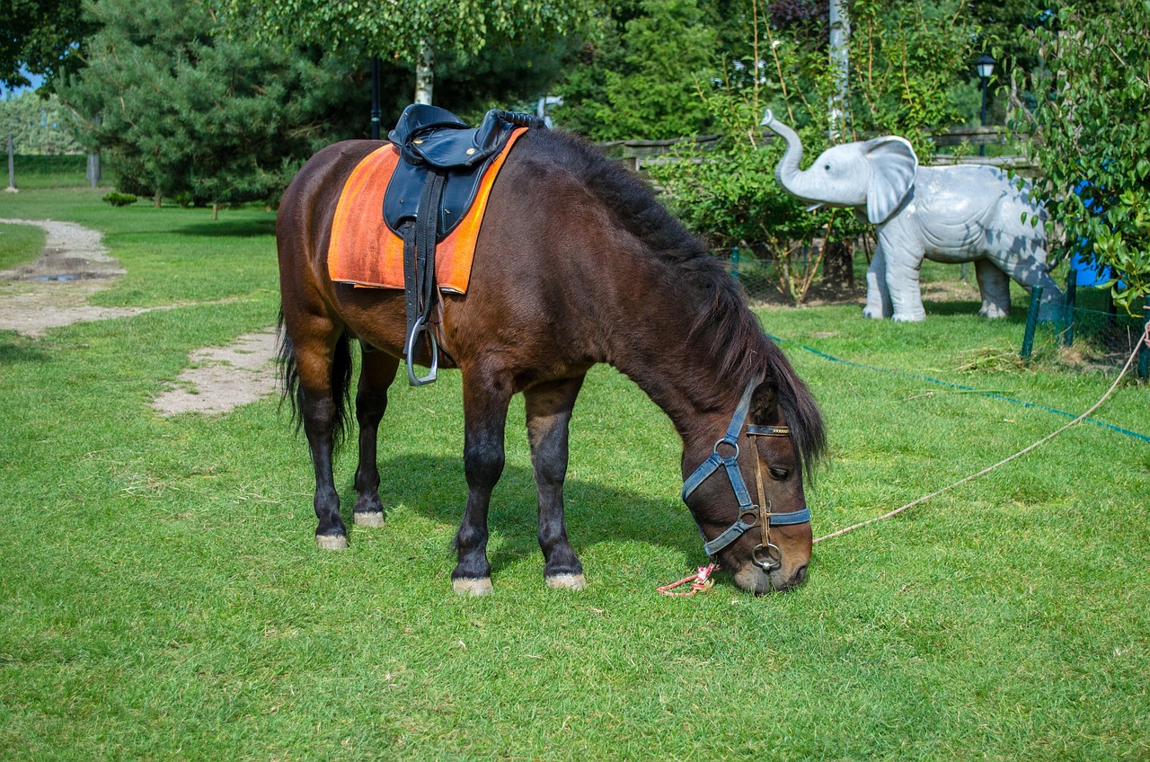 深圳野生動物園游玩攻略，最新整理指南