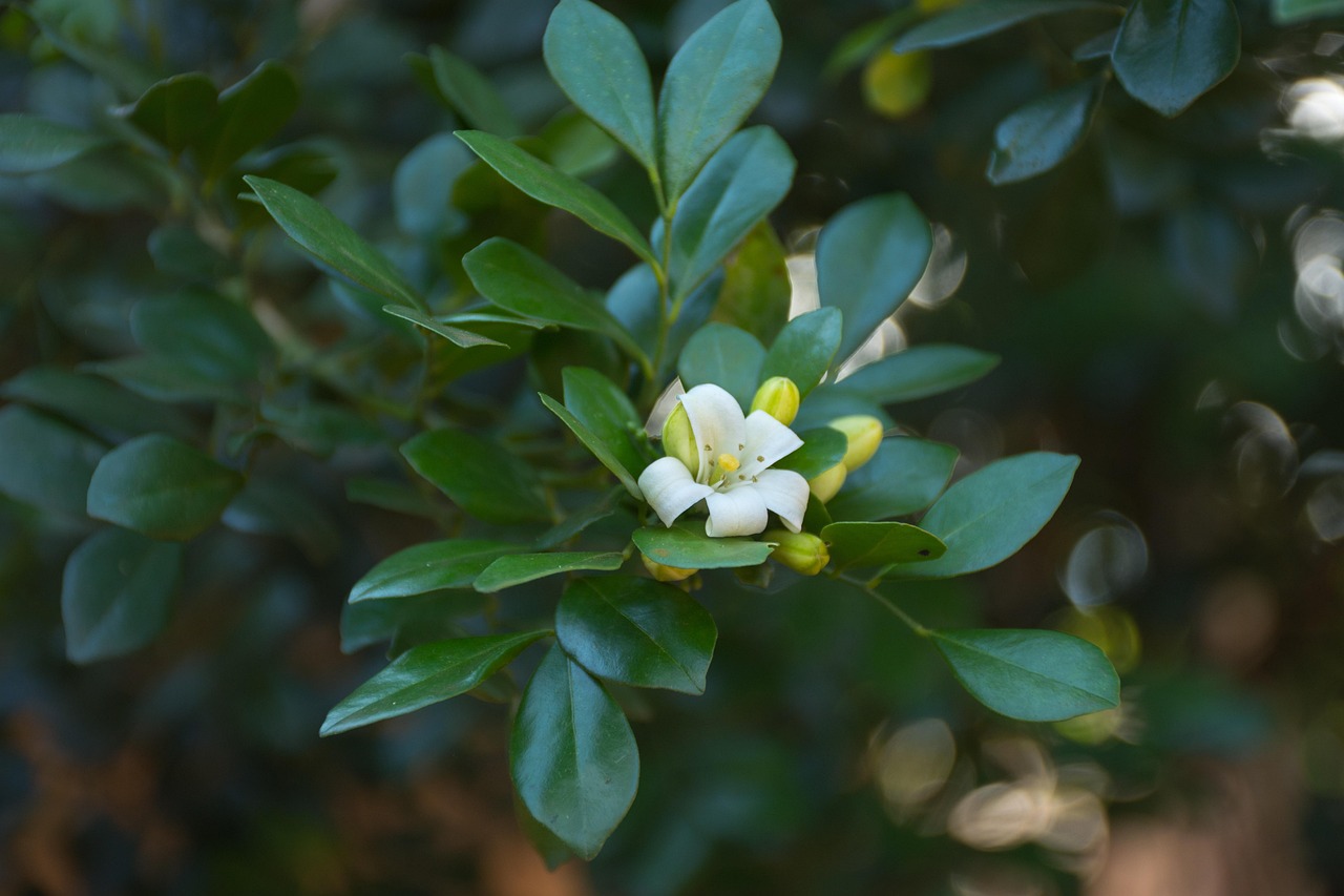 中醫(yī)藥法最新動(dòng)態(tài)，邁向現(xiàn)代化與規(guī)范化的新征程